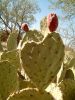 Saguaro NP